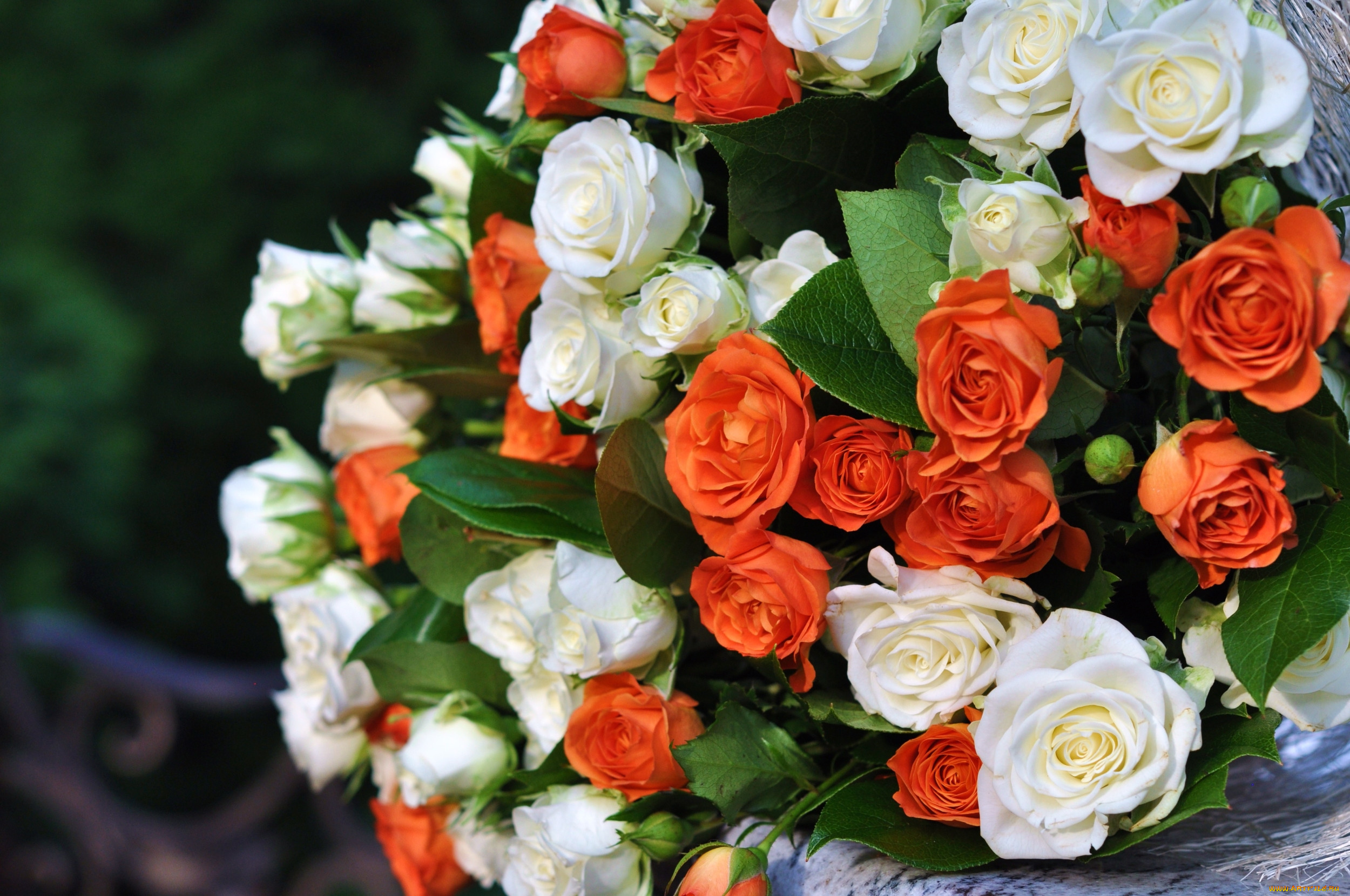 Фото букета на телефон. Оранжевые кустовые розы. Оранжевые кустовые розы букет. Кустовые розы оранжевые с белым. Букет в оранжевых тонах.